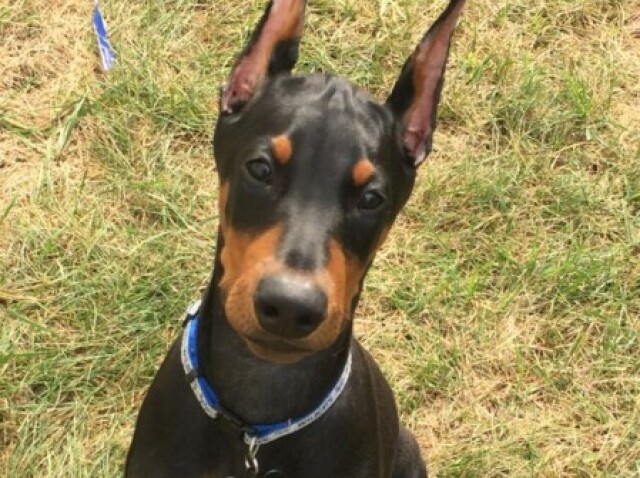 Doberman