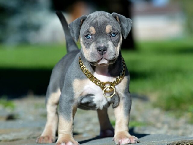 Pitbull