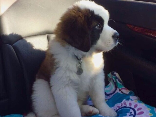 St bernard