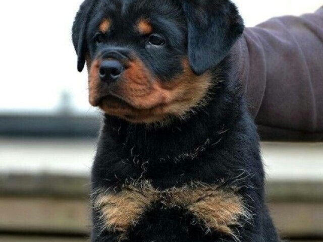 Rottweiler