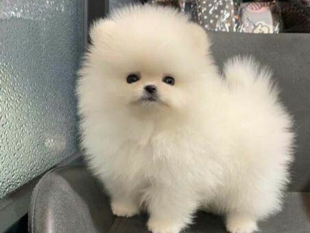 Lulu da Pomerânia