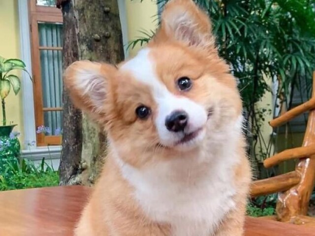 Corgi