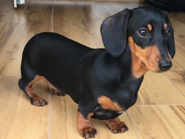 Dachshund