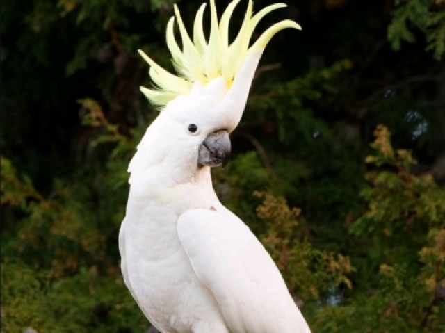 Cacatua