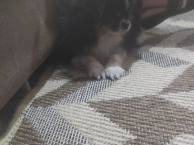 Cachorro de lรญngua normal