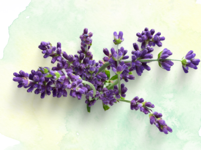 Alfazema (lavanda)