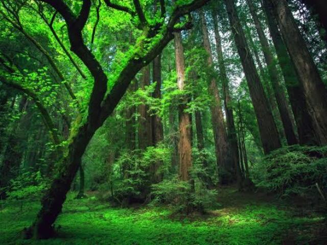 Algum lugar próximo a uma floresta