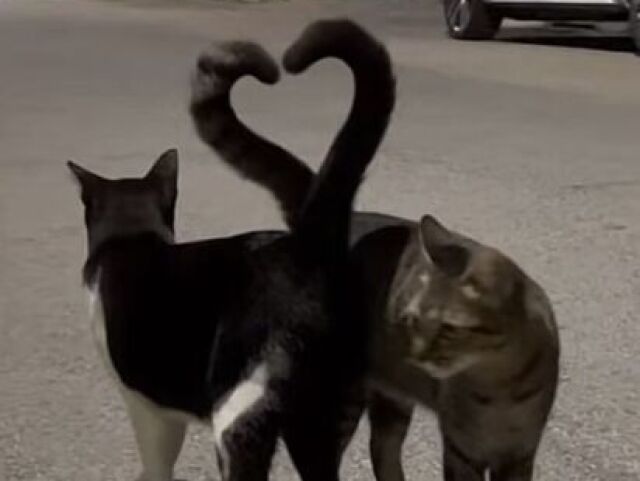 Gato
