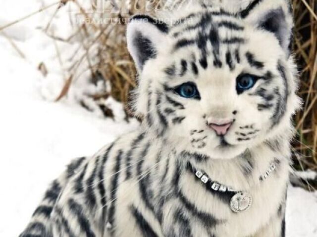 Tigre
