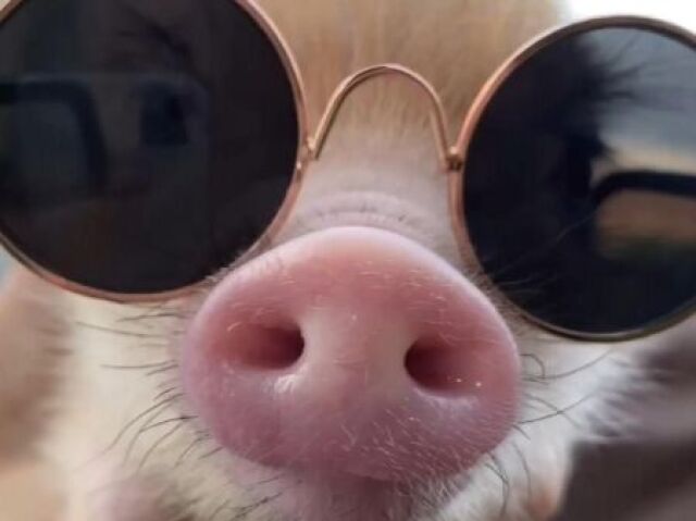 Porco