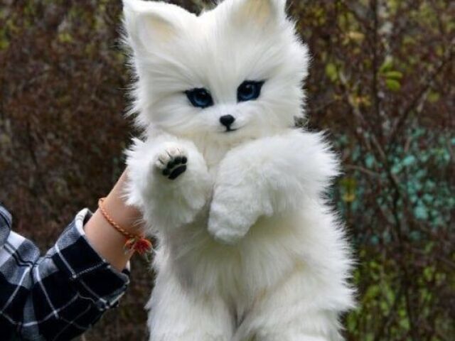 Lobo