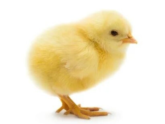 Pintinho ^-^
Piu Piu