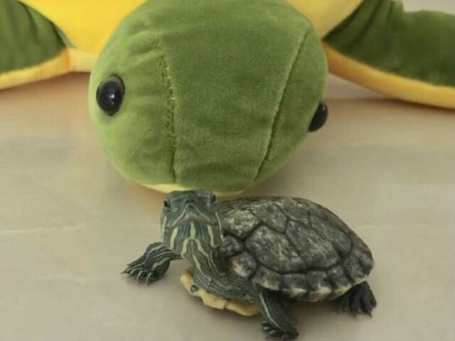 Tartaruga
É tão fofo!