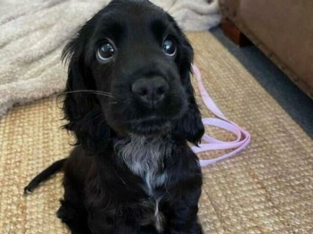 Sim, tenho um cão 🐕