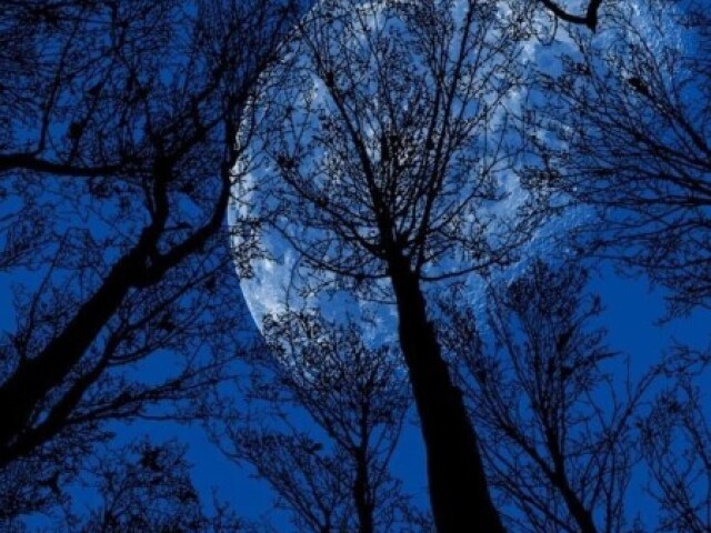 Floresta selvagem sob a luz da Lua e das estrelas