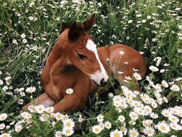 Cavalo / cabritinho