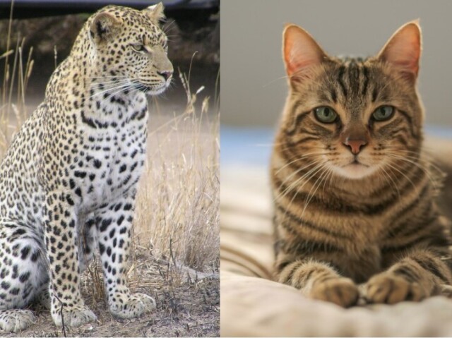 Gato ou Leopardo