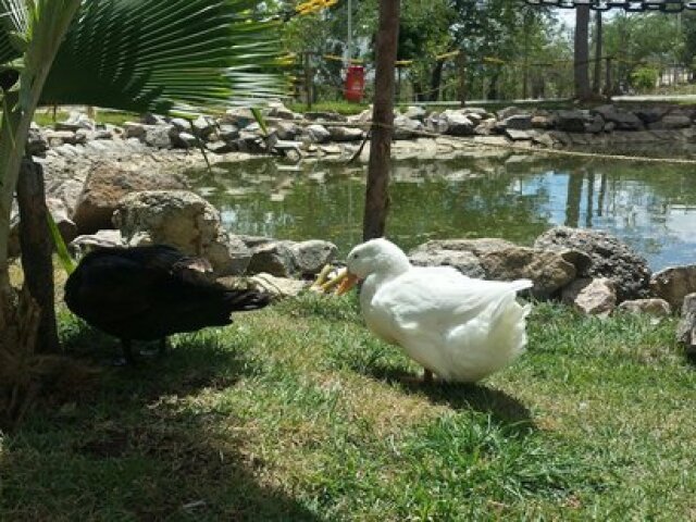 Com patinhos 🦆