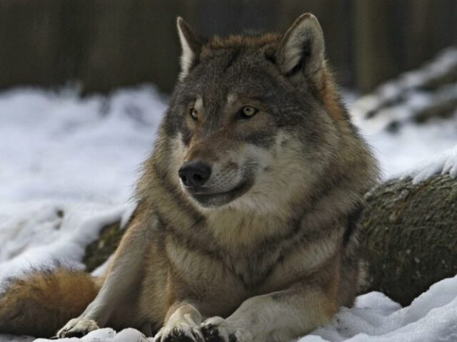 Lobo
