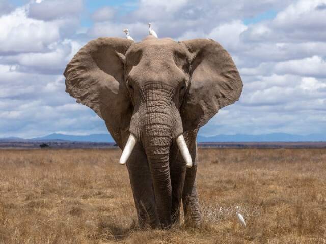 Elefante