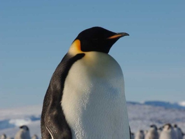 Pinguim