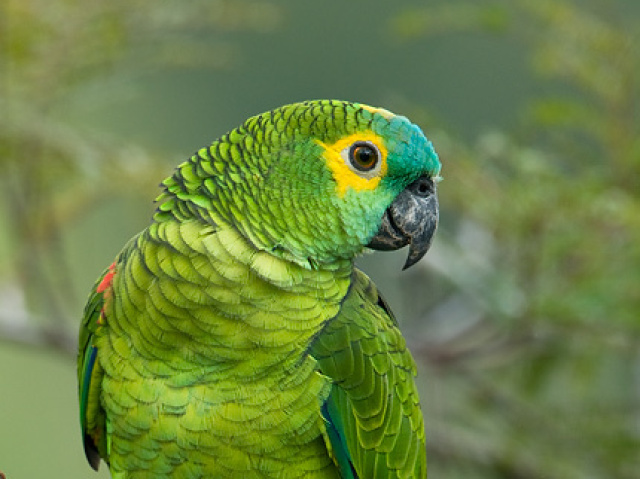 Papagaio
