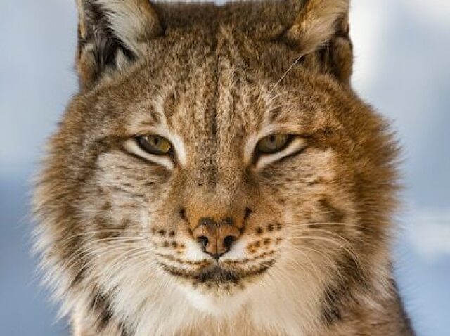 Lince