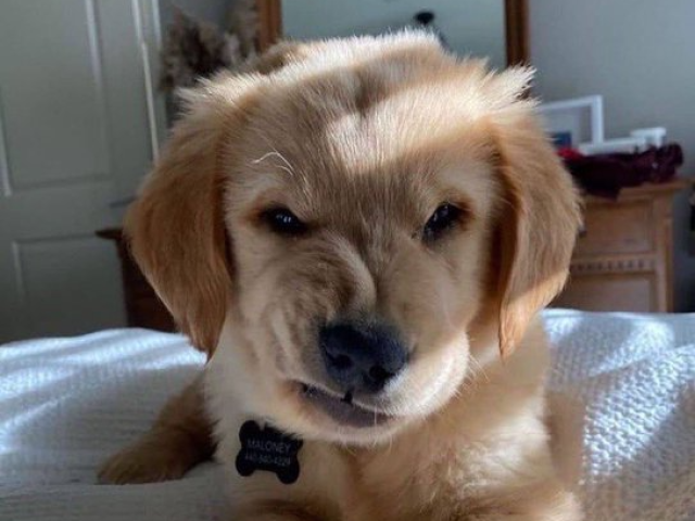 Cachorro