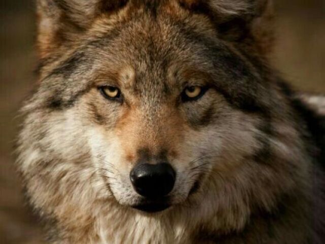 Lobo