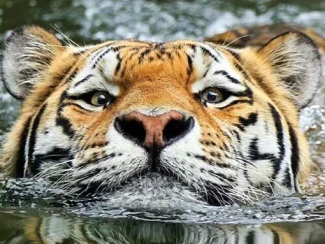 Tigre