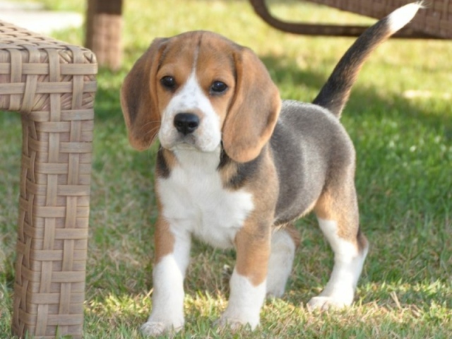 Beagle