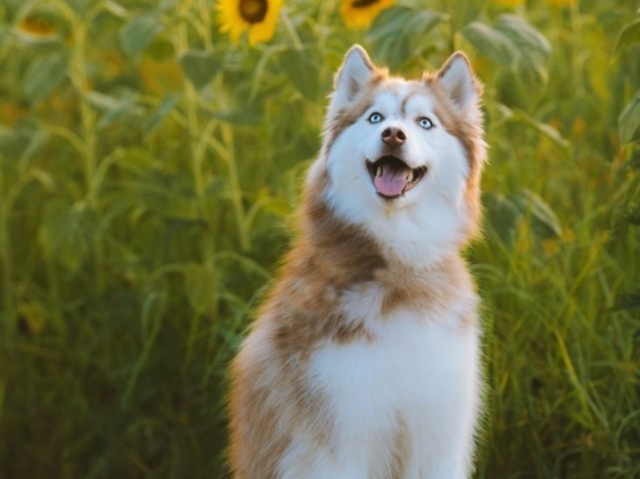 Husky siberiano