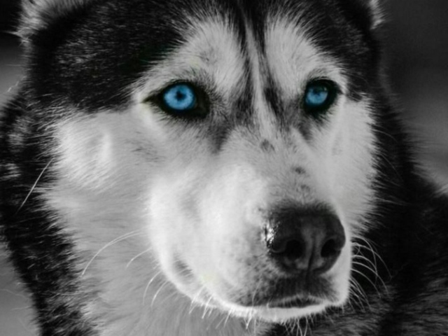 Husky siberiano