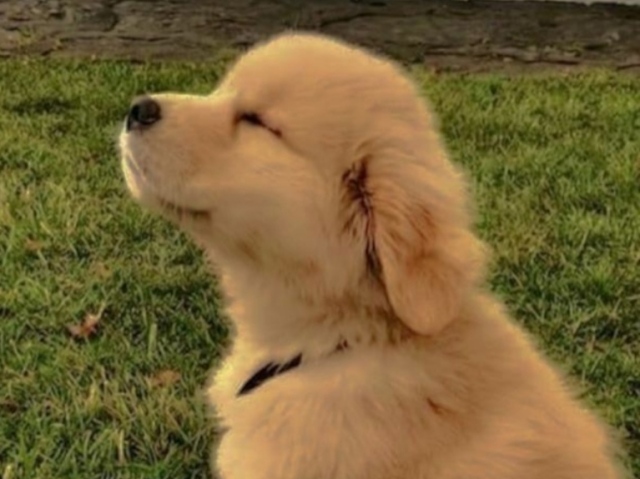Gold Retriver
