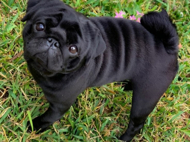 Bulldog francês