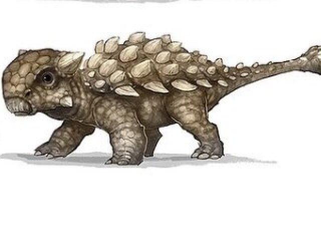 Ankylosaurus filhote