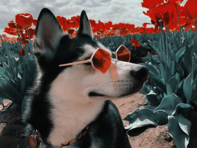 Qual raça de cachorro você seria?
