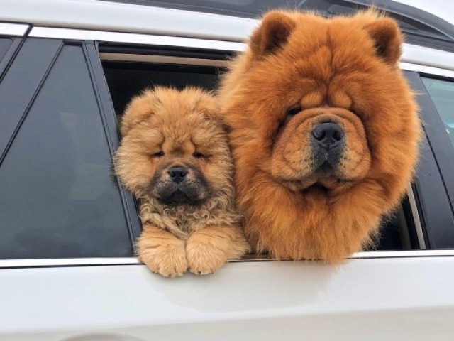 Chow Chow