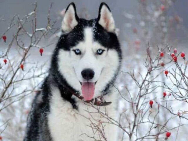 Husky siberiano