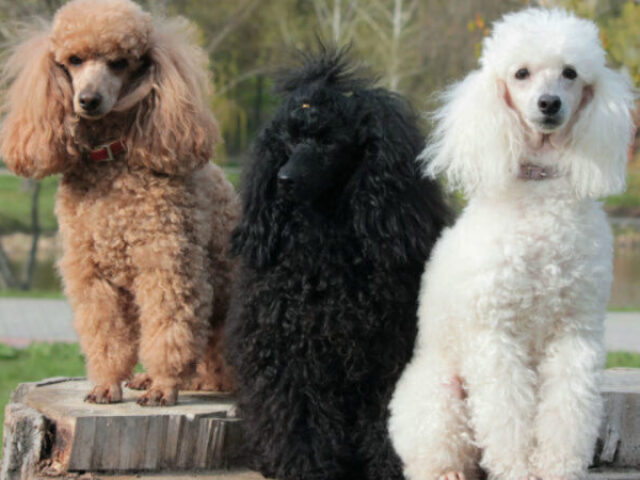 Poodle