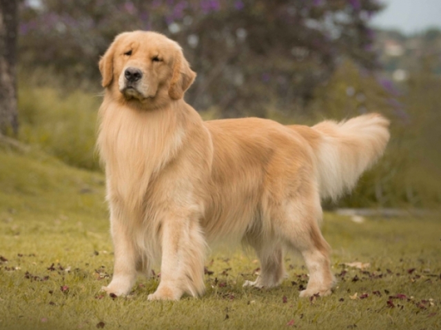 Golden retriever