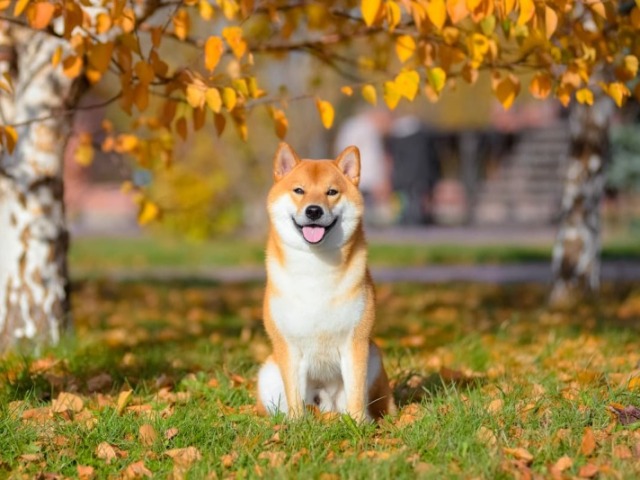Shiba inu