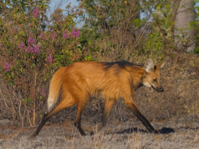 Lobo Guará