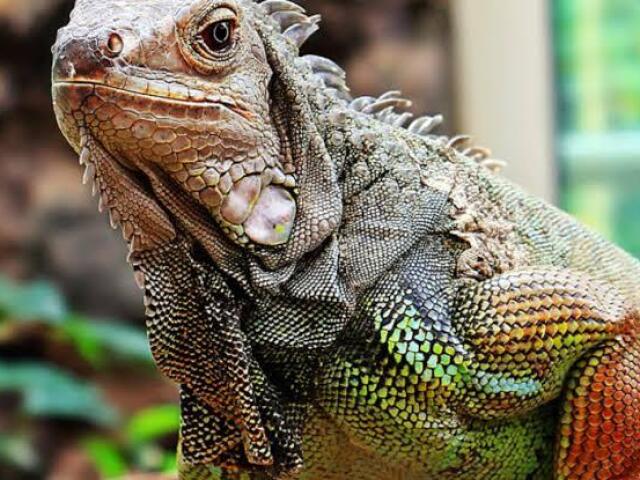 Ser Uma Iguana