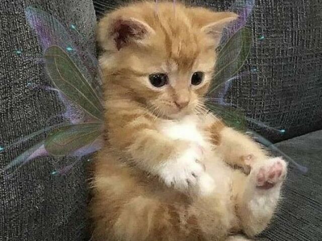 gato