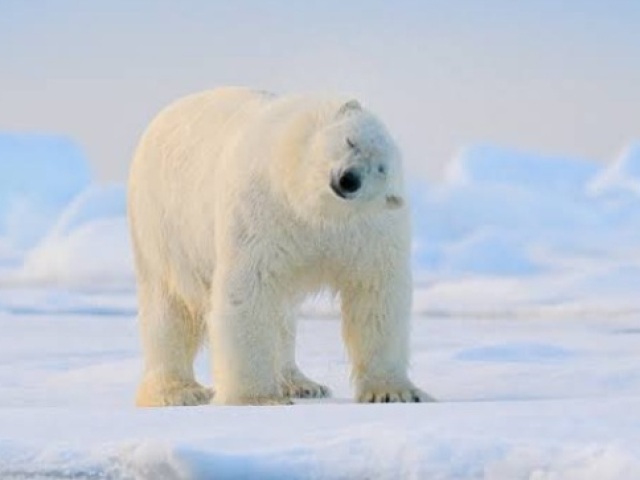 Urso polar