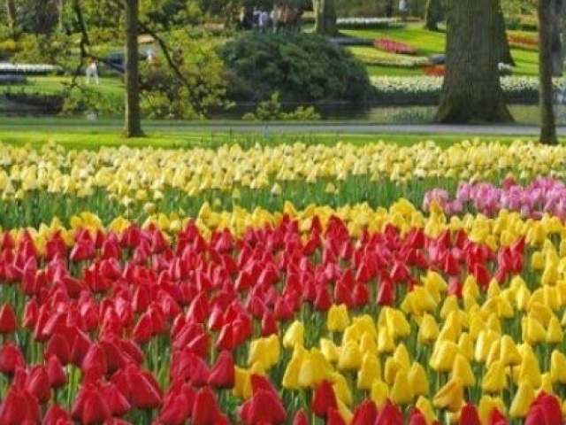 Cheia de rosas de várias cores