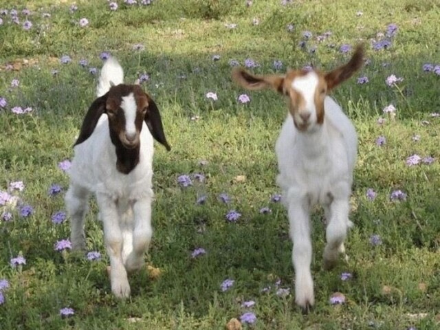 Ver/cuidar dos animais da floresta