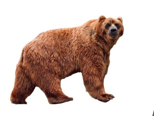 Urso