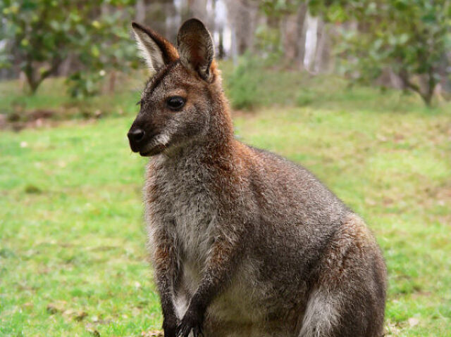 Wallaby